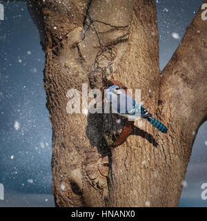 Blue Jay eating suet mentre la neve cade. Foto Stock