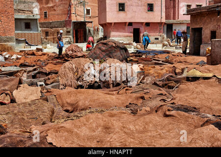 La conceria in pelle a Marrakech, Marocco, Africa Foto Stock