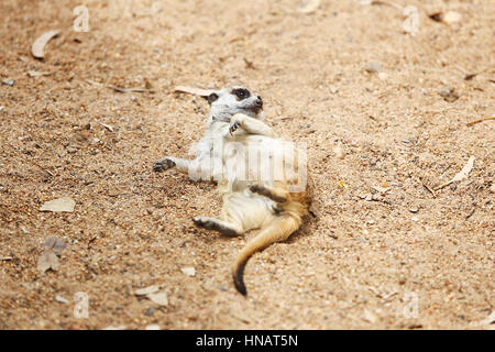 Vista in meerkat giacente a terra Foto Stock