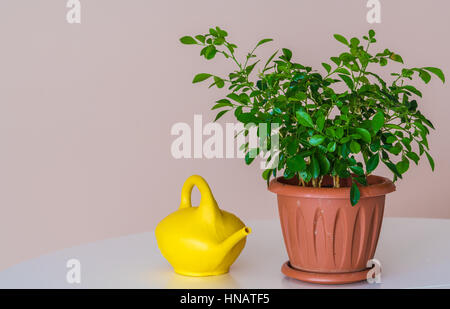 Giallo annaffiatoio accanto a pianta in vaso in plastica marrone pot Foto Stock