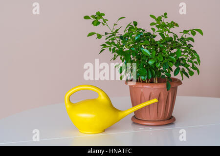 Giallo annaffiatoio accanto a pianta in vaso in plastica marrone pot Foto Stock