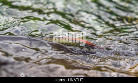 Temolo fin sopra l'acqua. Foto Stock