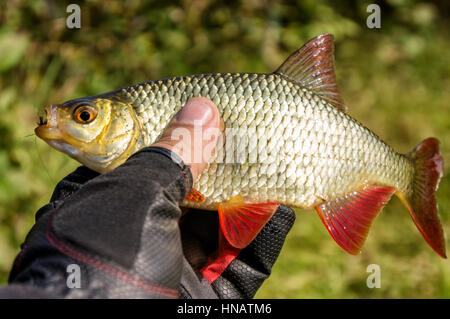 Fly catch. Rudd. Foto Stock