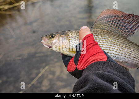 Bella temoli catturati pesca a mosca. La pesca con la mosca. Foto Stock