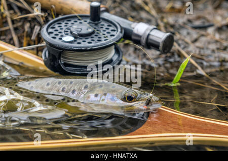 Trote fario selvatiche catturati pesca a mosca. Foto Stock