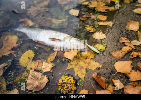 Regione di Minsk, Bielorussia - 20 Ottobre 2014: Asp catturati su spinning durante il periodo autunnale. Il pesce è sdraiato su uno sfondo di erba con la brina e urlare Foto Stock