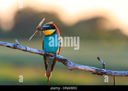 Uccelli colorati con libellule nel suo becco,uccelli colorati, fauna selvatica, animali rari, i gruccioni Foto Stock