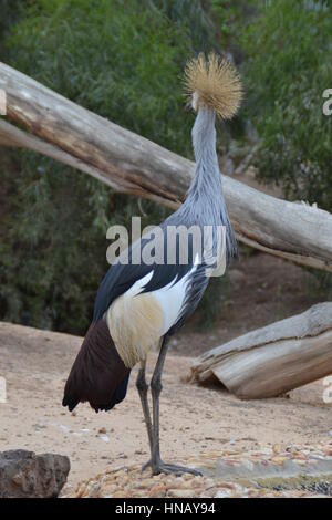 Grey Crowned Crane di riposo in natura Foto Stock