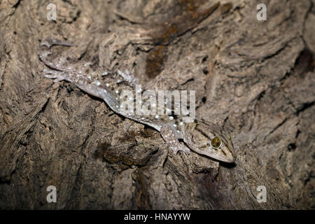 Turner il geco Chondrodactylus turneri, il Parco Nazionale di Etosha, Namibia,Africa, da Monika Hrdinova/Dembinsky Foto Assoc Foto Stock