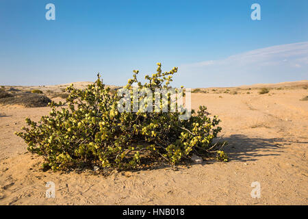 Zygophyllum stapfii, Dollar Bush, Valle della Welwitschia, Swakopmund, Namibia, Africa, da Monika Hrdinova/Dembinsky Foto Assoc Foto Stock