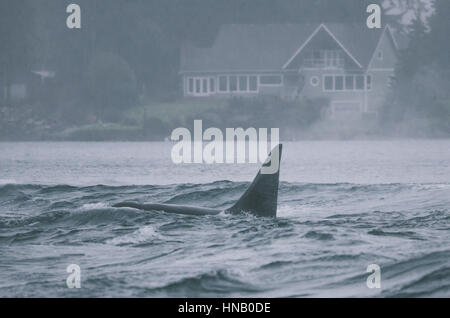 Le orche in tempesta meteo interno popolato sooke basin Foto Stock