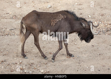 Nero (gnu Connochaetes gnou), noto anche come il bianco-tailed gnu. Foto Stock