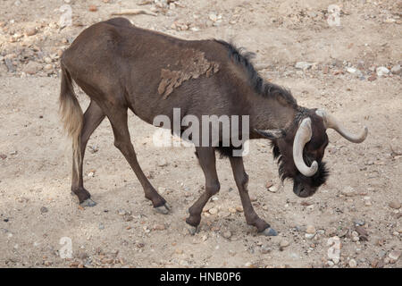 Nero (gnu Connochaetes gnou), noto anche come il bianco-tailed gnu. Foto Stock