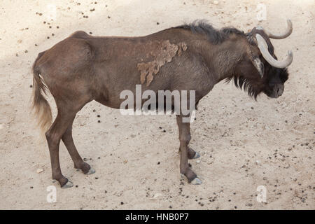 Nero (gnu Connochaetes gnou), noto anche come il bianco-tailed gnu. Foto Stock