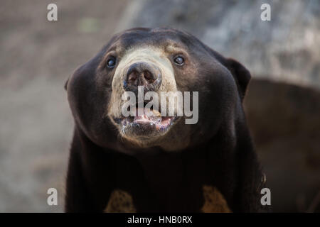 Sun: la malese bear (Helarctos malayanus). Foto Stock