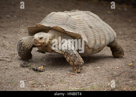 African spronato tartaruga (Centrochelys sulcata), noto anche come la tartaruga sulcata. Foto Stock