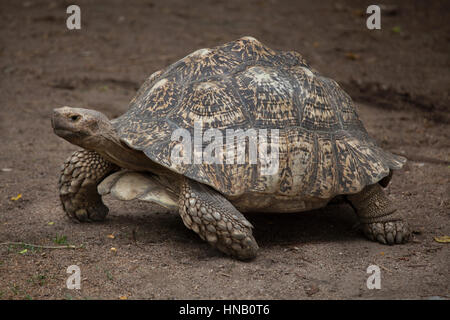 Leopard tartaruga (Stigmochelys pardalis). La fauna animale. Foto Stock