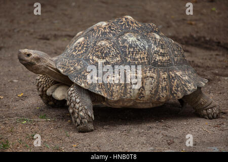 Leopard tartaruga (Stigmochelys pardalis). La fauna animale. Foto Stock