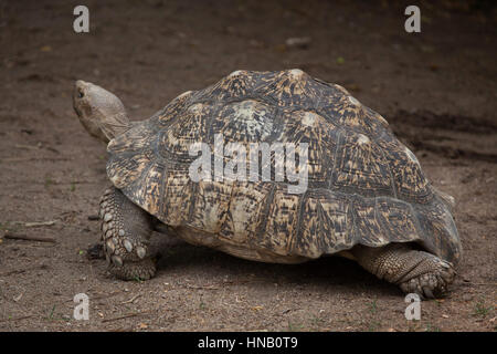 Leopard tartaruga (Stigmochelys pardalis). La fauna animale. Foto Stock