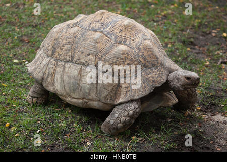 Leopard tartaruga (Stigmochelys pardalis). La fauna animale. Foto Stock