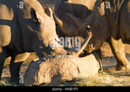 Rhino mangiare a san diego zoo safari in California Foto Stock