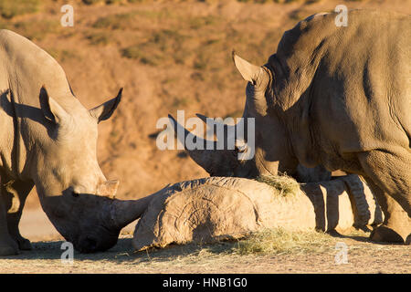 Rhino mangiare a san diego zoo safari in California Foto Stock