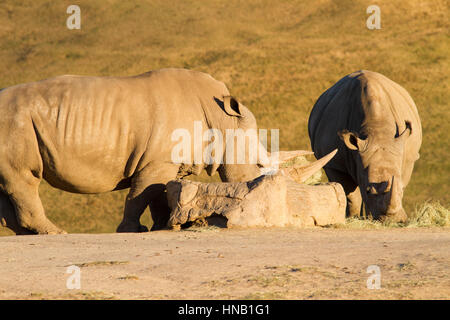 Rhino mangiare a san diego zoo safari in California Foto Stock