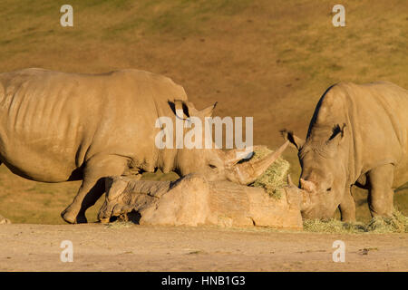 Rhino mangiare a san diego zoo safari in California Foto Stock