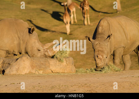 Rhino mangiare a san diego zoo safari in California Foto Stock