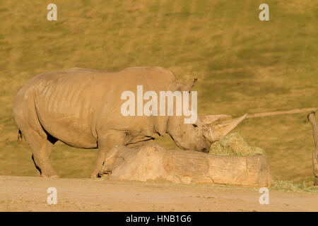 Rhino mangiare a san diego zoo safari in California Foto Stock