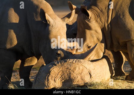 Rhino mangiare a san diego zoo safari in California Foto Stock