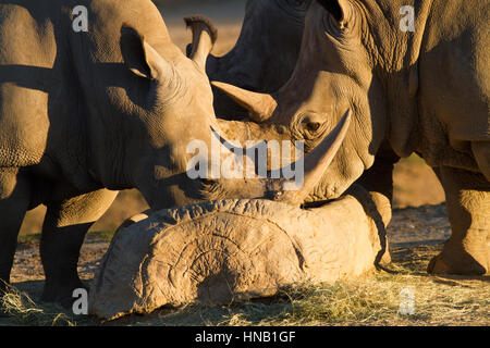 Rhino mangiare a san diego zoo safari in California Foto Stock