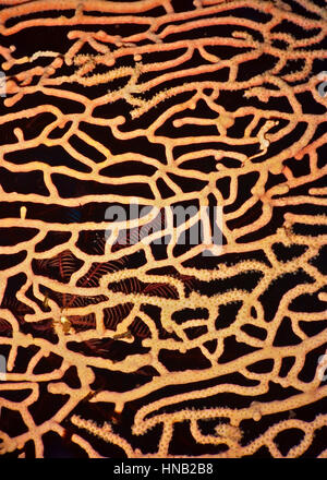 Questo 'pollo pizzicata' cavalluccio marino pigmeo (Hippocampus denise) manca di tubercoli distinti e vive di coralli che mancano anche di aculei. Bali, Indonesia. Foto Stock