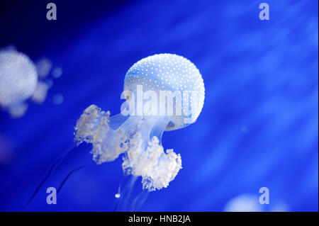 Australian patinato bianco meduse phyllorhiza punctata galleggianti in acquario di Genova, Italia Foto Stock