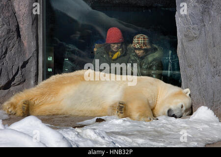 Orso polare,Asahiyama zoo, Asahikawa, Hokkaido, Giappone Foto Stock