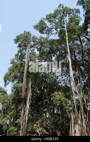 Radici di 'Big Banyan Tree' nella periferia di Bengaluru, Karnataka, India, Asia appesi ai rami alti Foto Stock