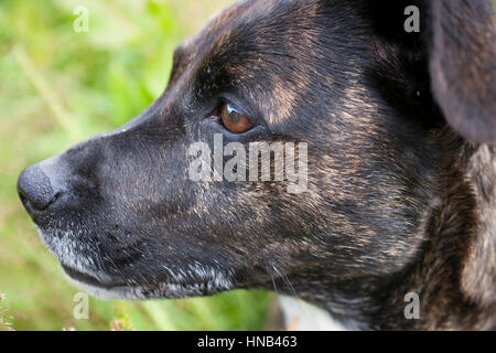 Brindle Staffy X cane di razza Foto Stock
