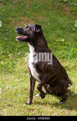 Brindle Staffy X cane di razza Foto Stock
