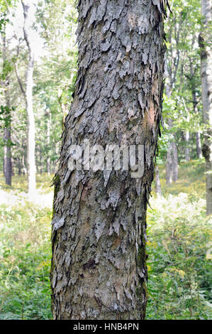 Corteccia di un acero di monte (Acer pseudoplatanus) girato in uno di latifoglie foresta orrido (Slovenia). Foto Stock