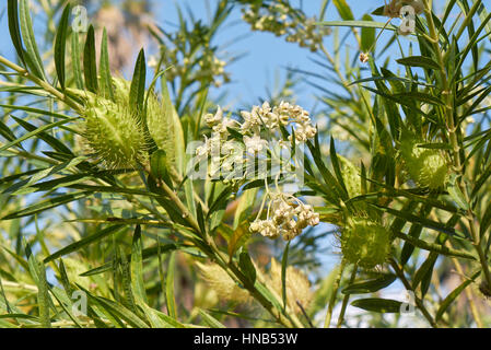 Gomphocarpus fruticosus Foto Stock