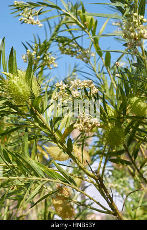 Gomphocarpus fruticosus Foto Stock