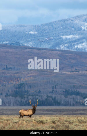 Bull elk durante il solco nel prato aperto con le montagne sullo sfondo Foto Stock