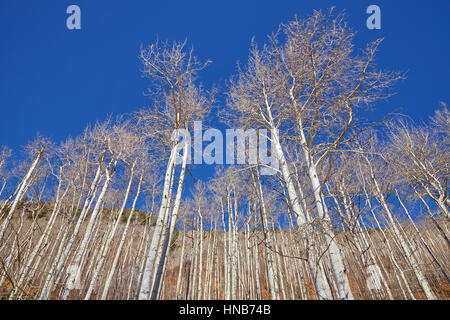 Autunno sfrondato di betulle in una giornata di sole, ricerca di prospettiva, Natura carta da parati. Foto Stock