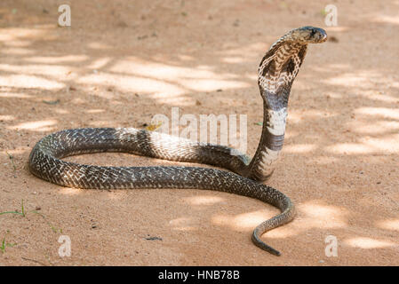 Cobra indiano o Spectacled cobra, Naja naja, Sri Lanka Foto Stock