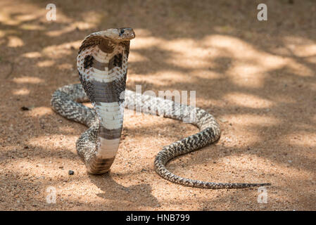 Cobra indiano o Spectacled cobra, Naja naja, Sri Lanka Foto Stock