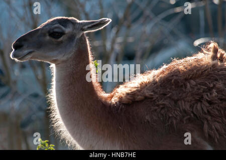 Bella guanaco nel selvaggio in una giornata di sole Foto Stock