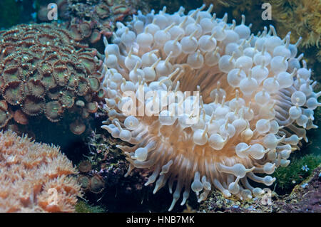 Un anemone marittimo, natura impianto sotto l'acqua Foto Stock