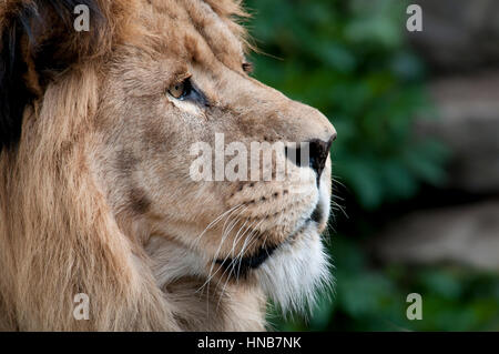 Bellissimo leone in un zoo di animali nei Paesi Bassi Foto Stock