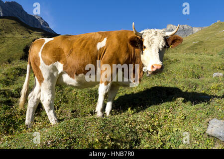 Mucca Svizzera su un fresco e verde campo di erba Foto Stock