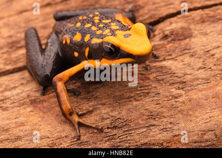 Poison dart o freccia rana, Ameerega silverstonei. Arancione animali velenosi dalla foresta amazzonica del Perù. Foto Stock